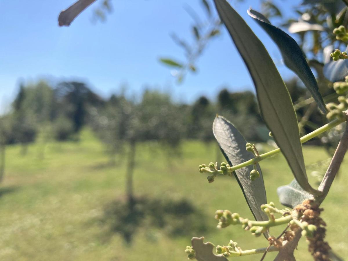 Tenuta Poggio Alla Farnia 파우글리아 외부 사진